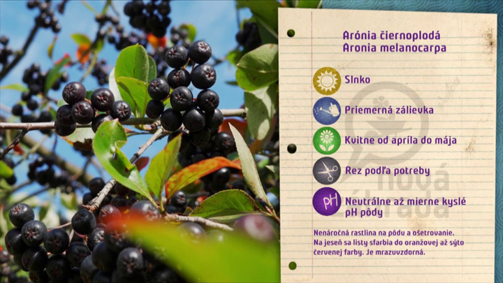 Nova zahrada - aronia ciernoploda